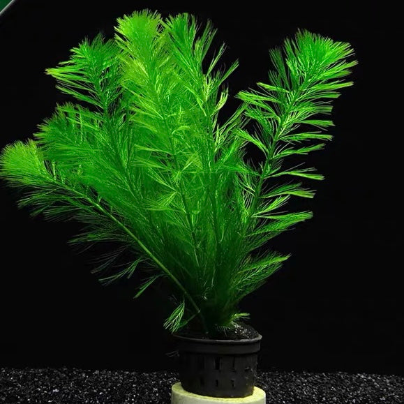 Myriophyllum hippuroides