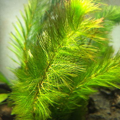 Myriophyllum hippuroides