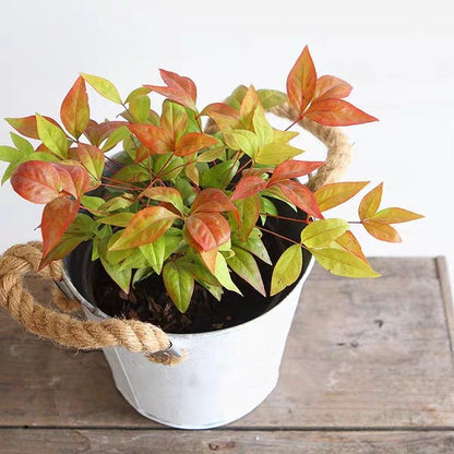 Heavenly Bamboo ( Nandina domestica ' Firepower ' )