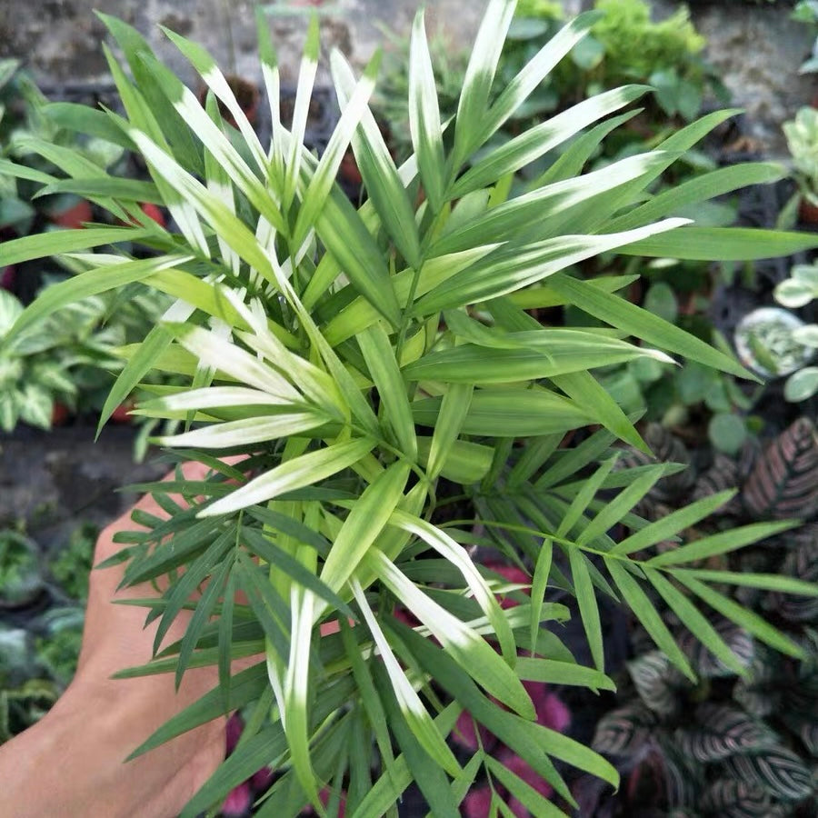 Neanthe Bella palm (Chamaedorea elegans Mart.)