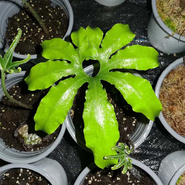 Neocheiropteris palmatopedata (Baker) Christ