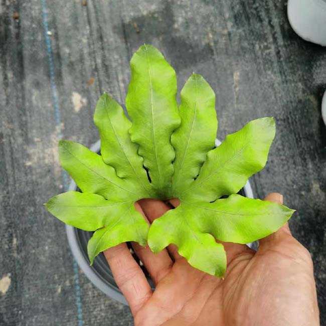 Neocheiropteris palmatopedata (Baker) Christ