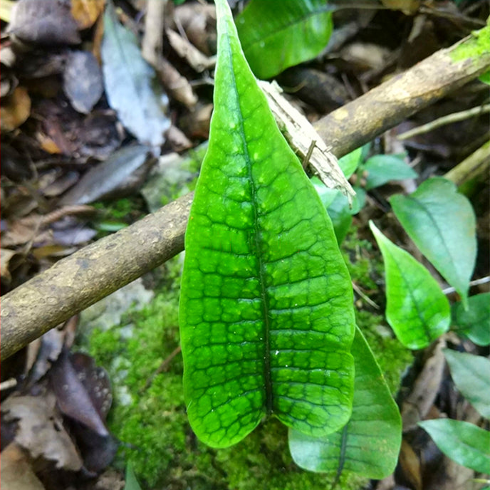 Neolepisorus sp. (Scales)