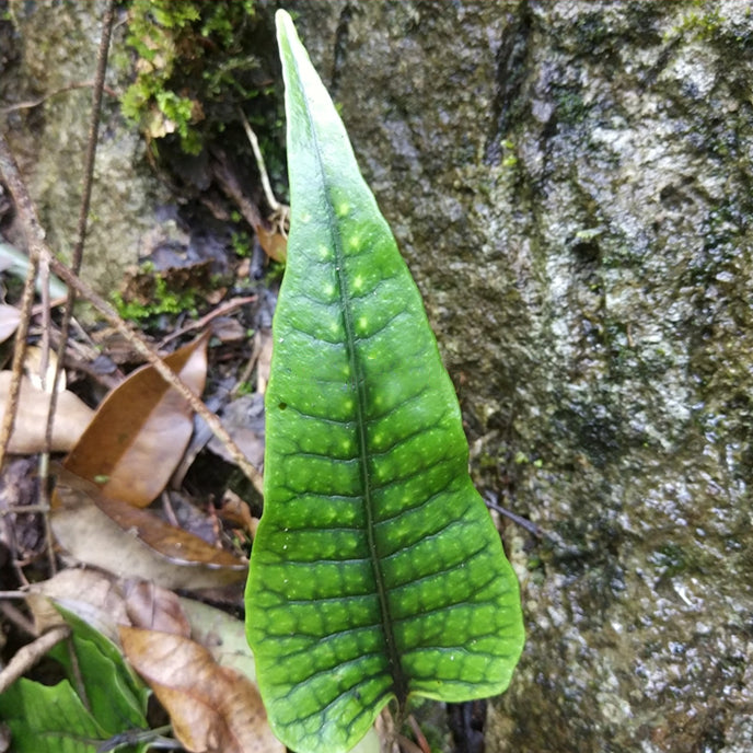 Neolepisorus sp. (Scales)
