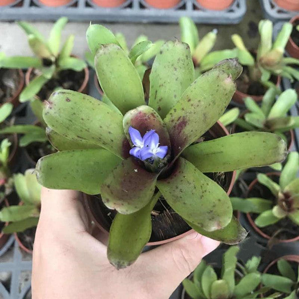 Bromeliad ( Neoregelia ' Chiquita Linda ' )