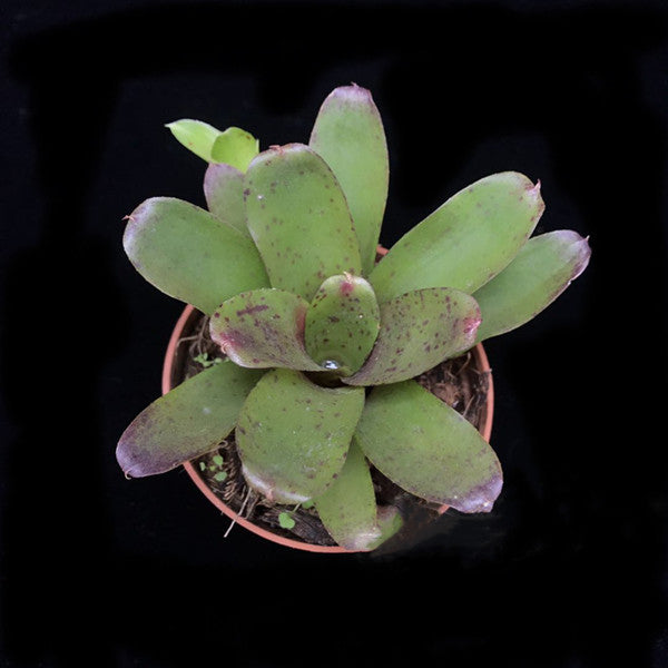 Bromeliad ( Neoregelia ' Chiquita Linda ' )