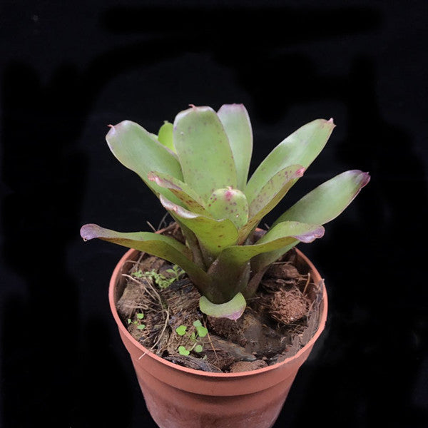 Bromeliad ( Neoregelia ' Chiquita Linda ' )
