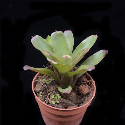 Bromeliad ( Neoregelia ' Chiquita Linda ' )