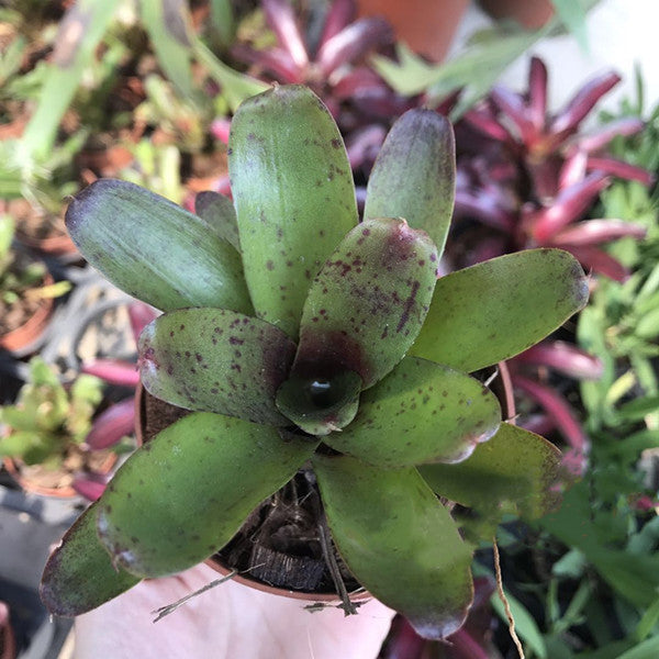 Bromeliad ( Neoregelia ' Chiquita Linda ' )