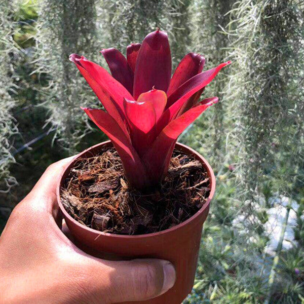 Bromeliad ( Neoregelia ' Fireball ' )