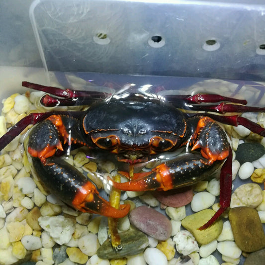 Red & Dark Green Lightning Crab (Neotiwaripotamon whiteheadi)
