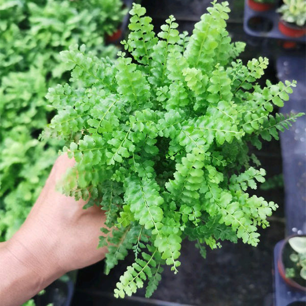 Nephrolepis exaltata