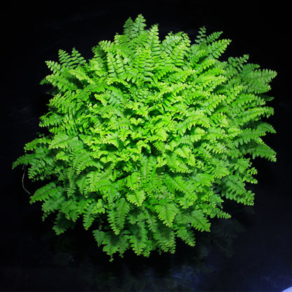 Nephrolepis exaltata