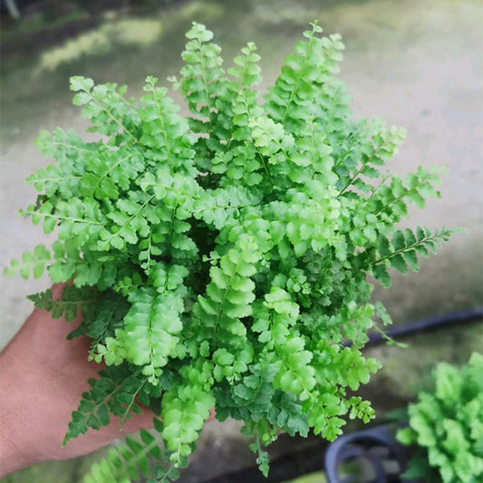 Nephrolepis exaltata