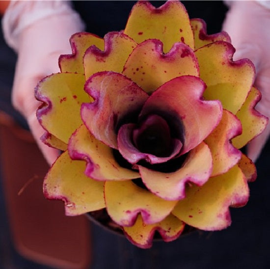 Ninja pink (Bromeliad  Neoregelia)