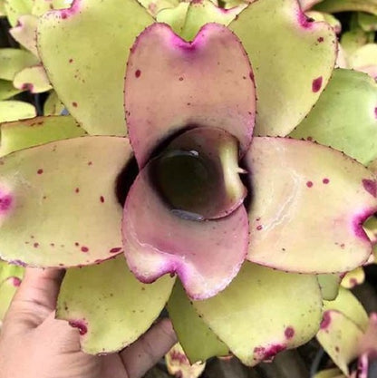 Ninja pink (Bromeliad  Neoregelia)