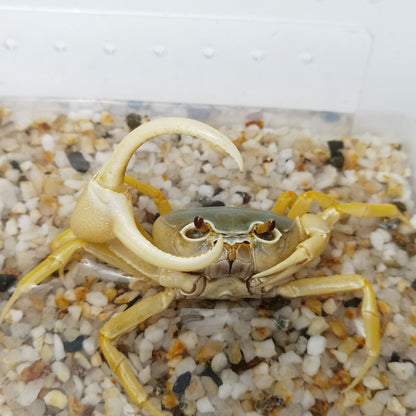 Blue Pirate Crab (Vietorintalia rubrum)
