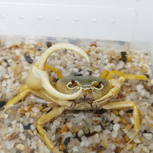 Blue Pirate Crab (Vietorintalia rubrum)