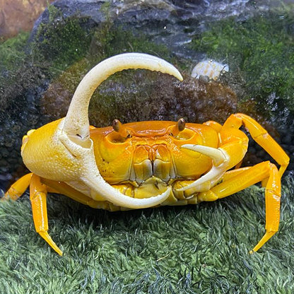 Yellow Pirate Crab (Vietorintalia rubrum)