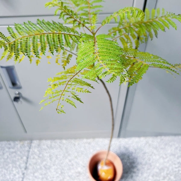 jacaranda mimosifolia bonsai tree for sale Jacaranda mimosifolia D. Don (Jacaranda Tree) for sale – My Home Nature