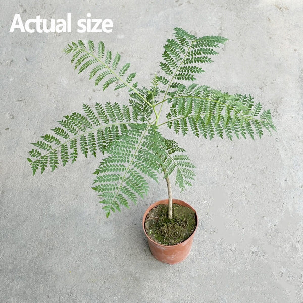 Jacaranda mimosifolia D. Don (Jacaranda tree)