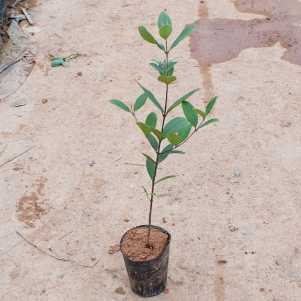 Rhodomyrtus tomentosa (Ait.) Hassk.