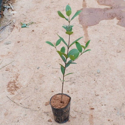 Rhodomyrtus tomentosa (Ait.) Hassk.
