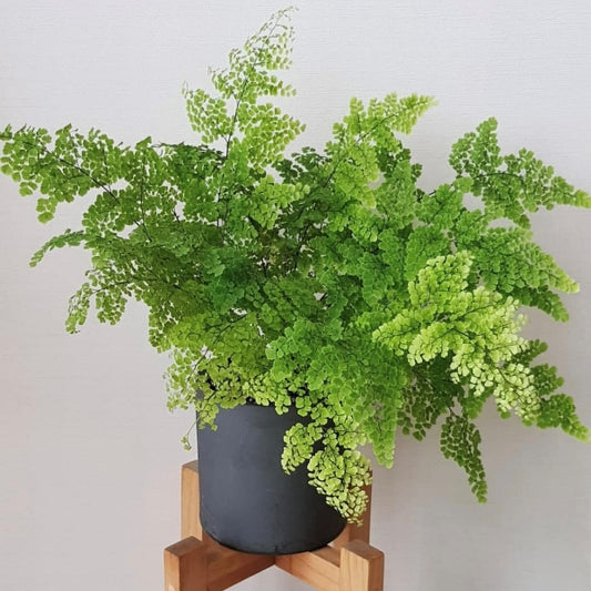 Adiantum capillus-veneris L.