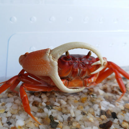 Red Pirate Crab (Vietorintalia rubrum)