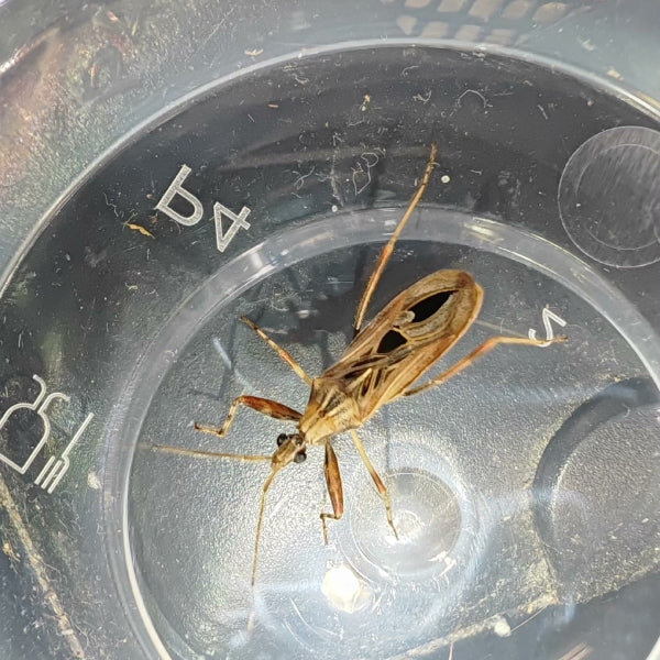 Oncocephalus pudicus