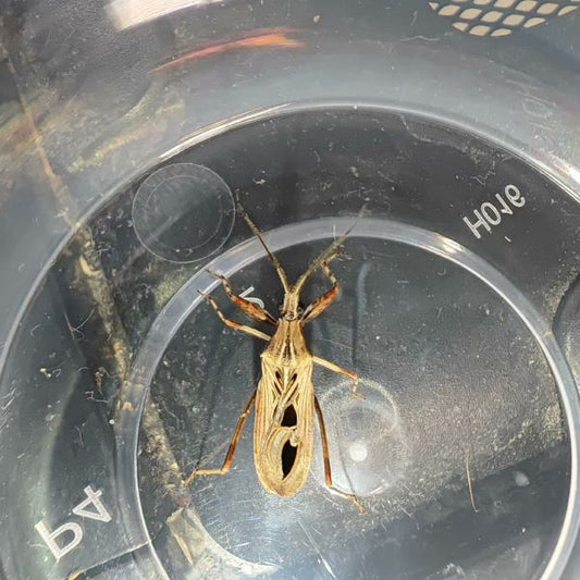 Oncocephalus pudicus