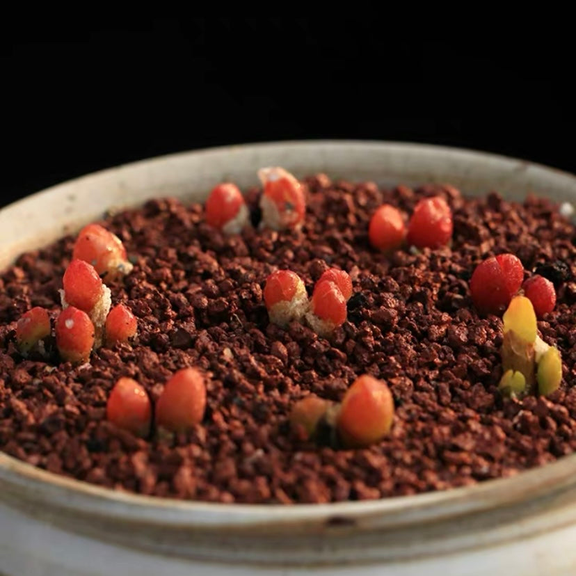 Oophytum oviforme