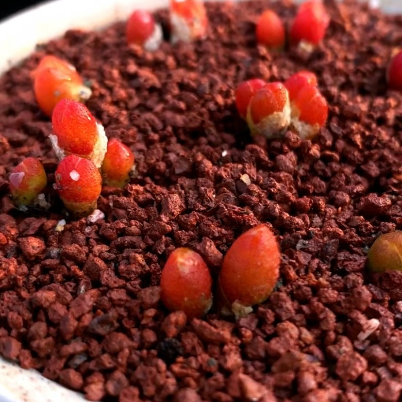 Oophytum oviforme