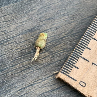 Ophthalmophyllum littlewoodii