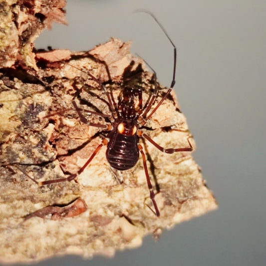 Opiliones sp. red body