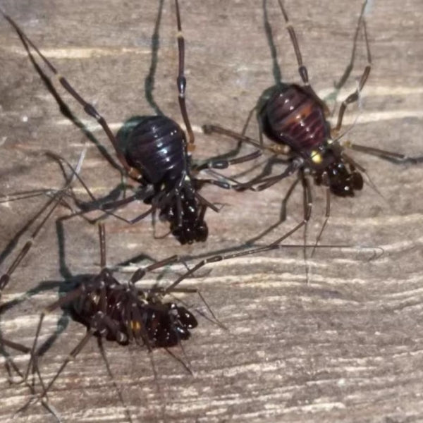 Opiliones sp. red body