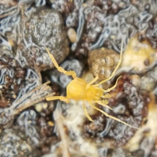 Opiliones sp. whole yellow
