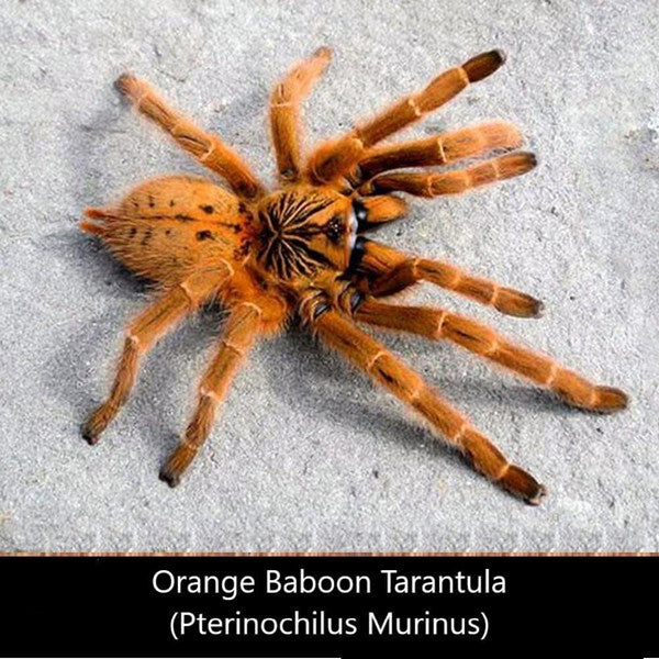 Orange Baboon Tarantula (Pterinochilus murinus)