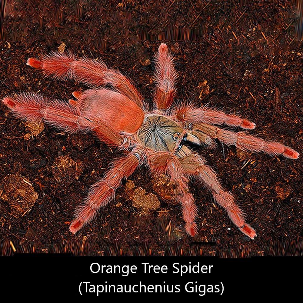 Orange Tree Spider (Tapinauchenius gigas)