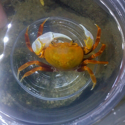 Orange Warrior Crab Chaozhou (Nanhaipotamon guangdongens)
