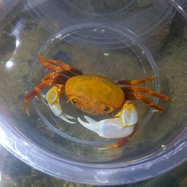 Orange Warrior Crab Chaozhou (Nanhaipotamon guangdongens)