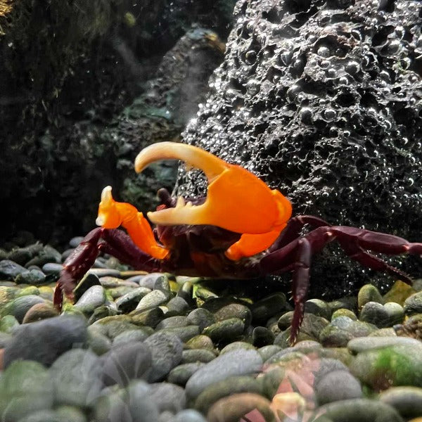 Orange Arm Ninja Crab (Lepidothelphusa sp orange)