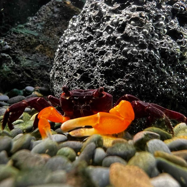Orange Arm Ninja Crab (Lepidothelphusa sp orange)