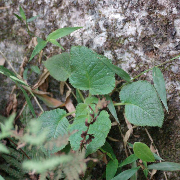 Ornithoboea wildeana