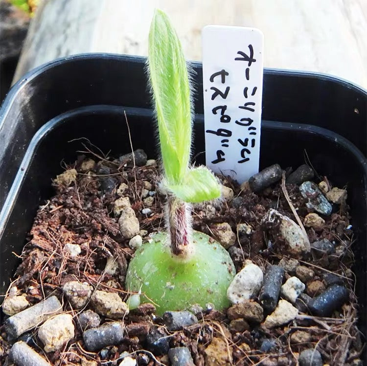 Ornithogalum hispidum