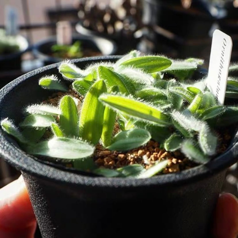 Ornithogalum hispidum