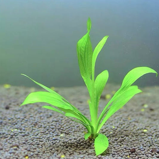Echinodorus osiris