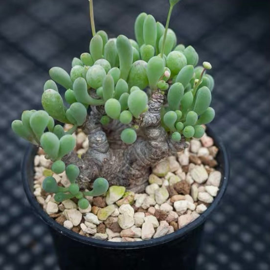 Othonna clavifolia