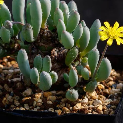 Othonna clavifolia