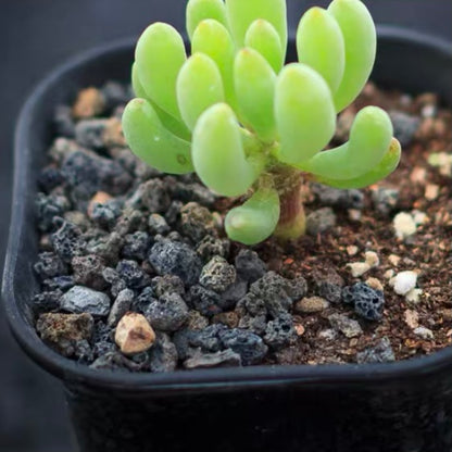 Othonna clavifolia
